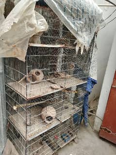 birds cages 8 portion good condition hai price km hojaengy