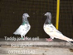 Pegion for sale in islamabad