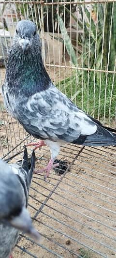 Indian high flying pigeons setup