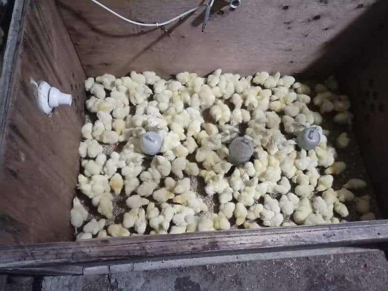 Broiler chicken hean chicks available hole sale price 0