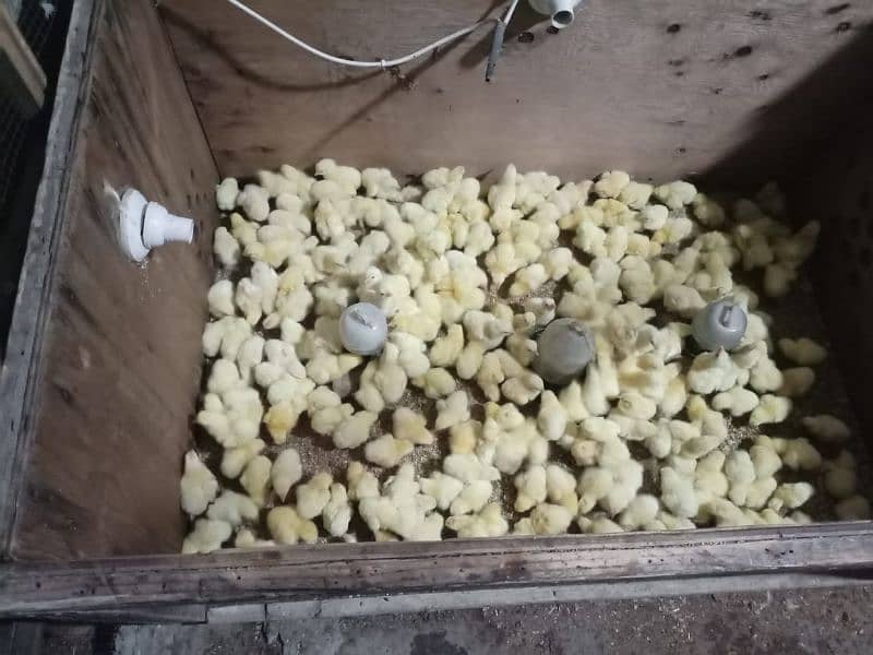 Broiler chicken hean chicks available hole sale price 1