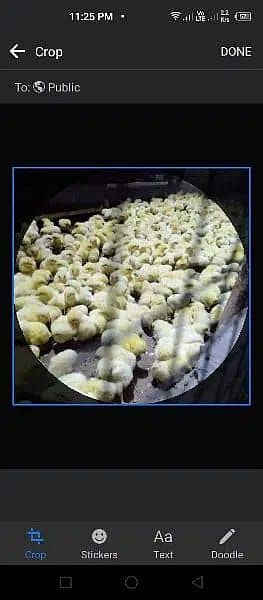 Broiler chicken hean chicks available hole sale price 2