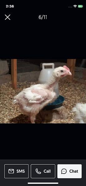 Broiler chicken hean chicks available hole sale price 3