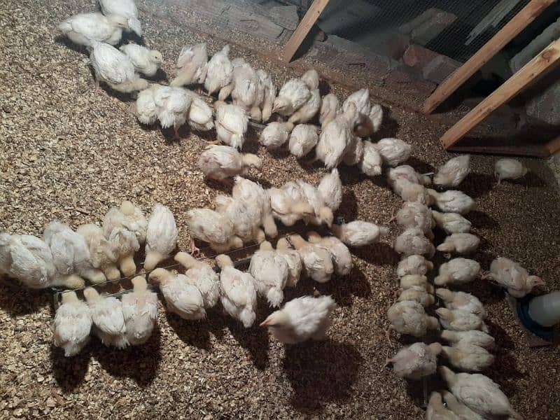 Broiler chicken hean chicks available hole sale price 4