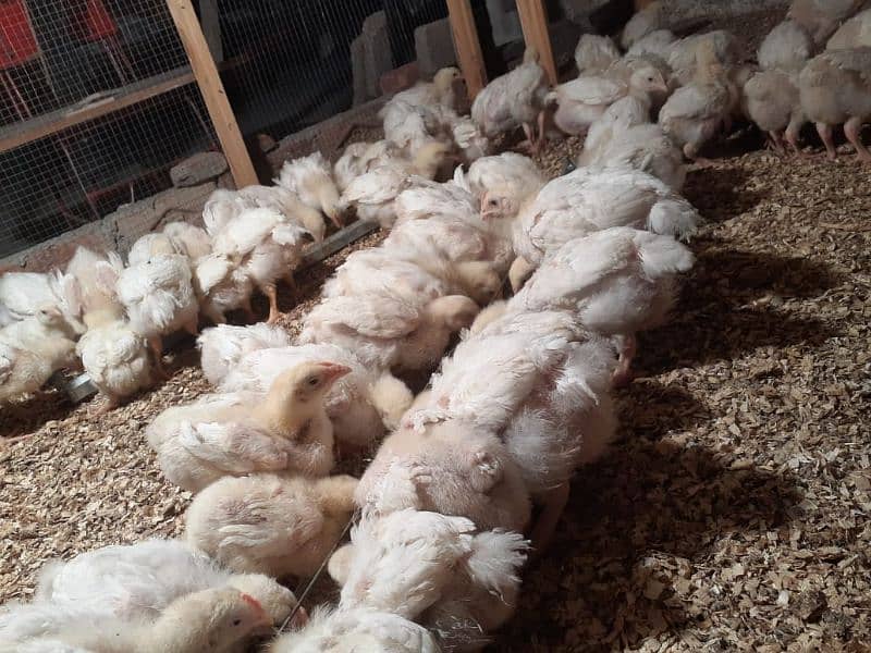 Broiler chicken hean chicks available hole sale price 5