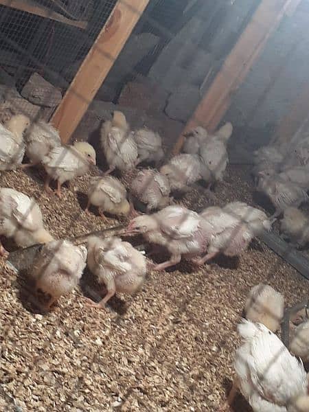 Broiler chicken hean chicks available hole sale price 6