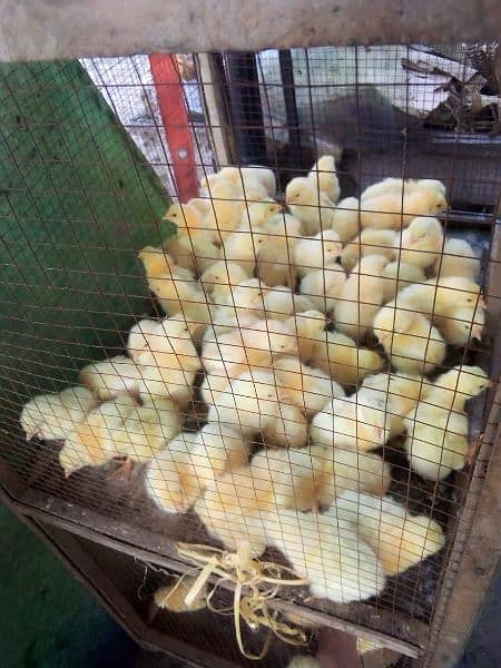 Broiler chicken hean chicks available hole sale price 7