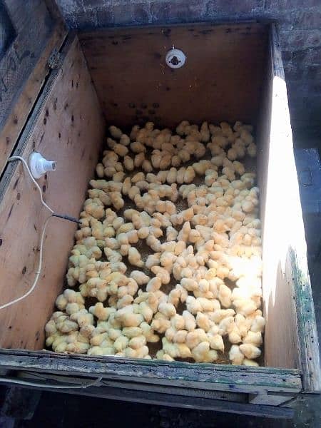 Broiler chicken hean chicks available hole sale price 8