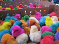 100 for 2500 colorful chicks