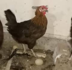 2 hens and 1 rooster for sale