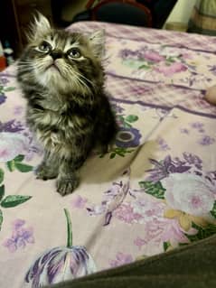 persian kitten