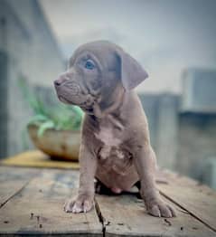 American Pit bull Terrier