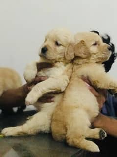 golden retriever puppy for sale