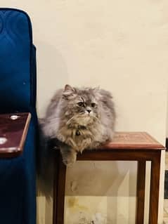 PERSIAN GRAY CAT