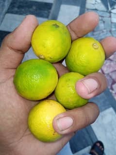 Desi Lemon. Lemon . lemoo For Sale