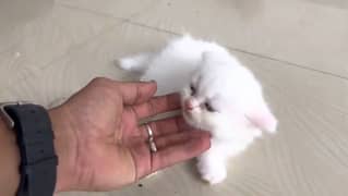 Persian cats for sell