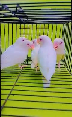 4 Albino Red Eyes supreme quality