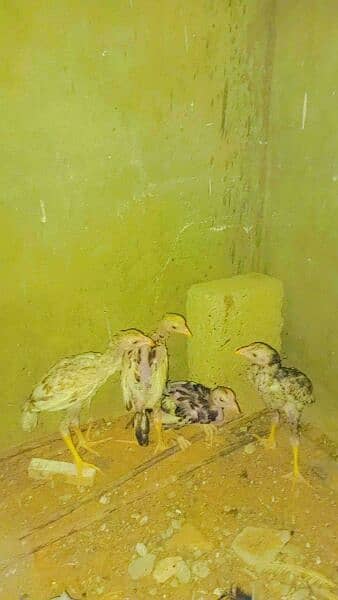 Aseel chicks 4 h 2