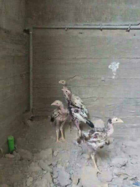 Aseel chicks 4 h 4