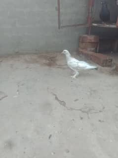 pigeon