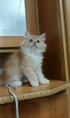 persian male and female kittens
