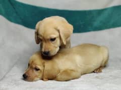 Labrador puppy's for sale