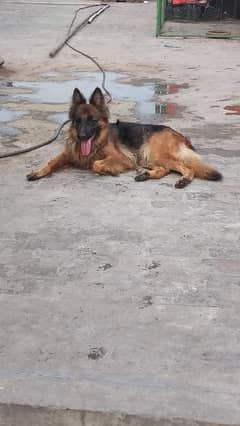 German shepherd full long coat female