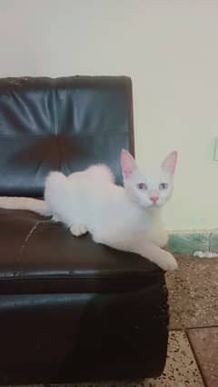 White Cat