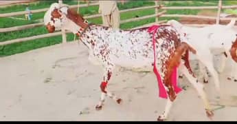 Desi Bakri 3 bacho wali sale whtsap 0347,,7187,,990