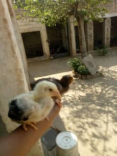 Desi Aseel Day old chicks for sale