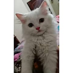 Persian kitten 11 Months