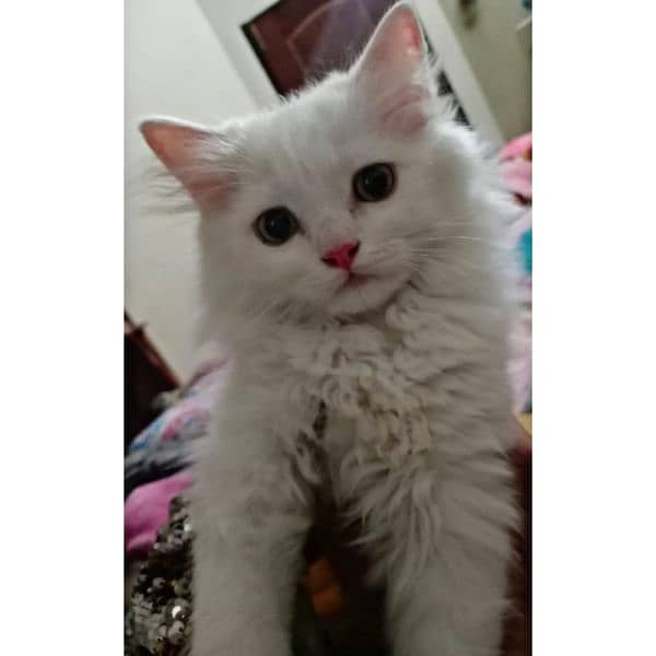 Persian kitten 11 Months 0