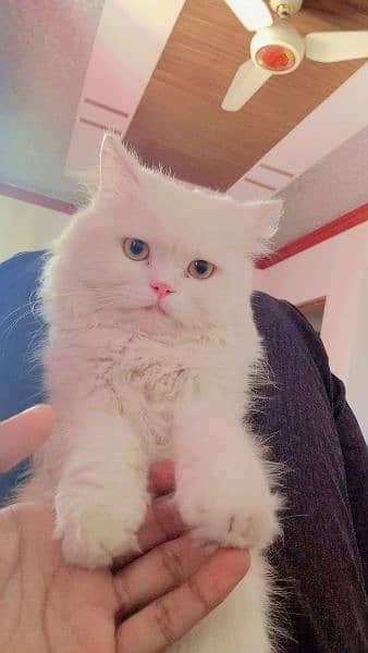 Persian kitten 11 Months 1