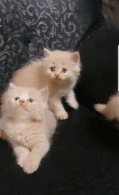 tripple coated persian kittens