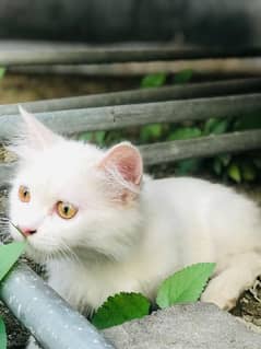 Female Persian cat