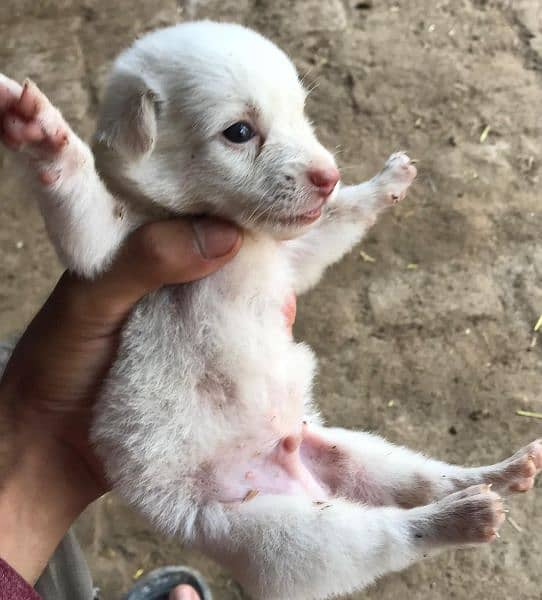 short hightted Russian puppy with 3riple coated 3