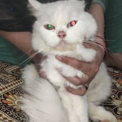 cat for sale of eyes