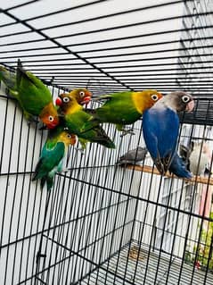 8 birds with cage 4 pair and dog pair also