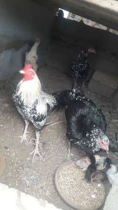 Aseel Murghian with chicks Heera Chicks 5 month 03337198821