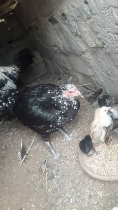 kurak Aseel Murghian with chicks 03337198821