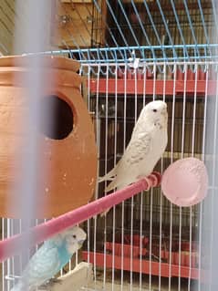 Australian breeder parrots with cage