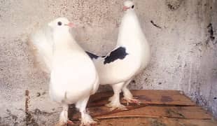 lakha pigeon for sale