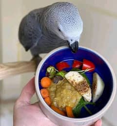 African grey parrot 03481515727watsapp