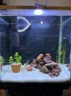 1.5 ft planted Aquarium for sale