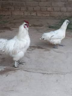 cross silky pair healthy and active egg laying