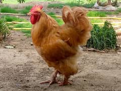 Golden Buff hen for sale