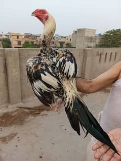 Aseel Parrot Beak Cross.  03164921635