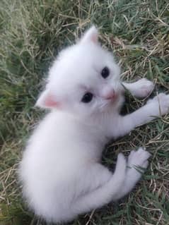 Persian cat white baby pair ( male & female)