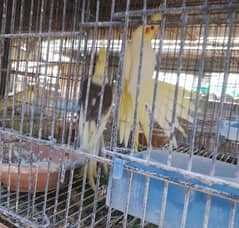 Cockatiel breeder/ Cockatiel/ Cocktail/ Cockatiel for sale in Karachi