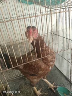 Aseel Hens for sale